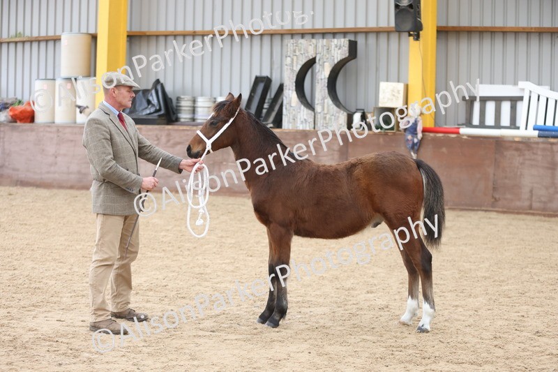 20251109-0801 - Class 24 - Foals