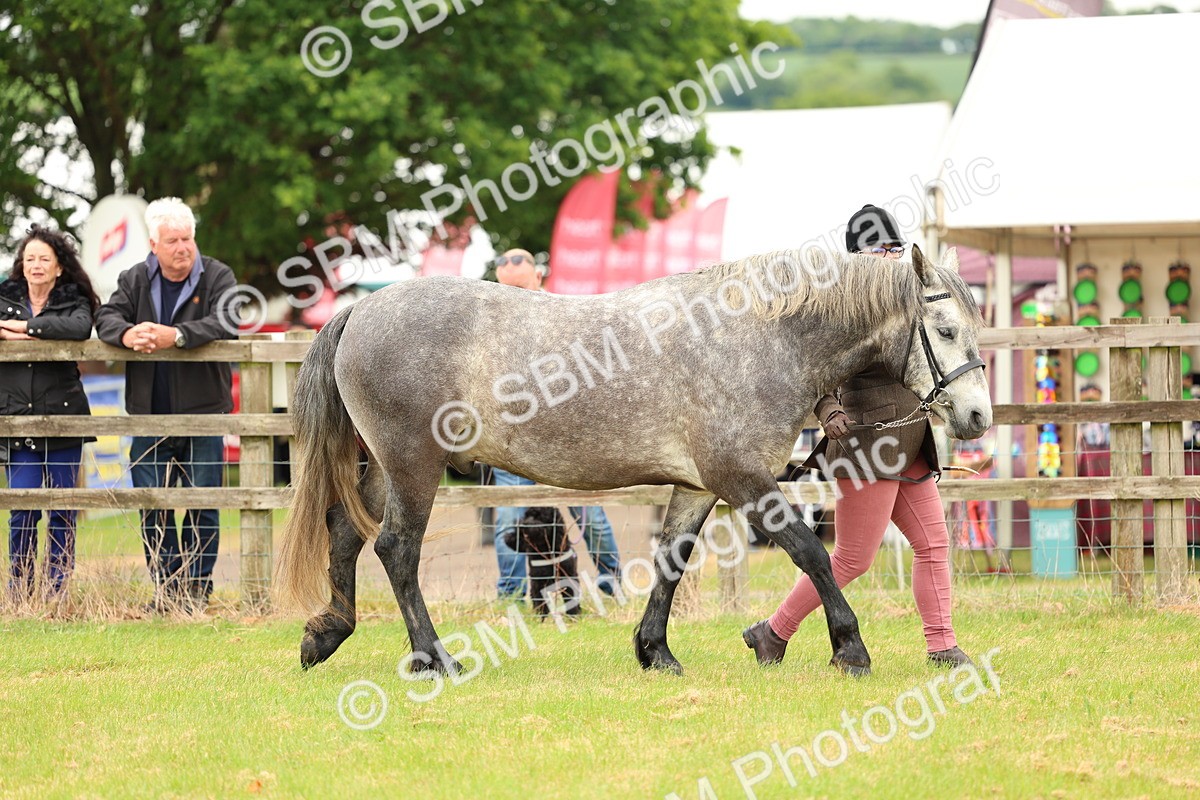 SBM_04090 - Class 64-67 - Shetland Pony In Hand
