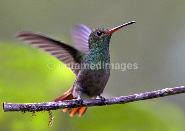 Rufous-tailed Hummingbird 4 - Galapágos