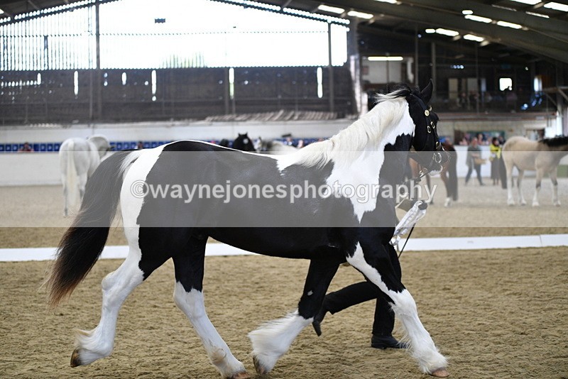 WJ5_4860 - Class 7 In hand coloured / odd coloured