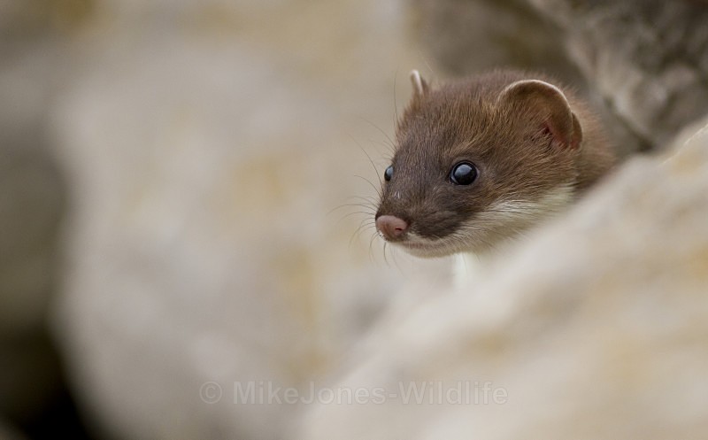 Stoat Kit. Conwy, ref st 3 - STOATS (KITS)