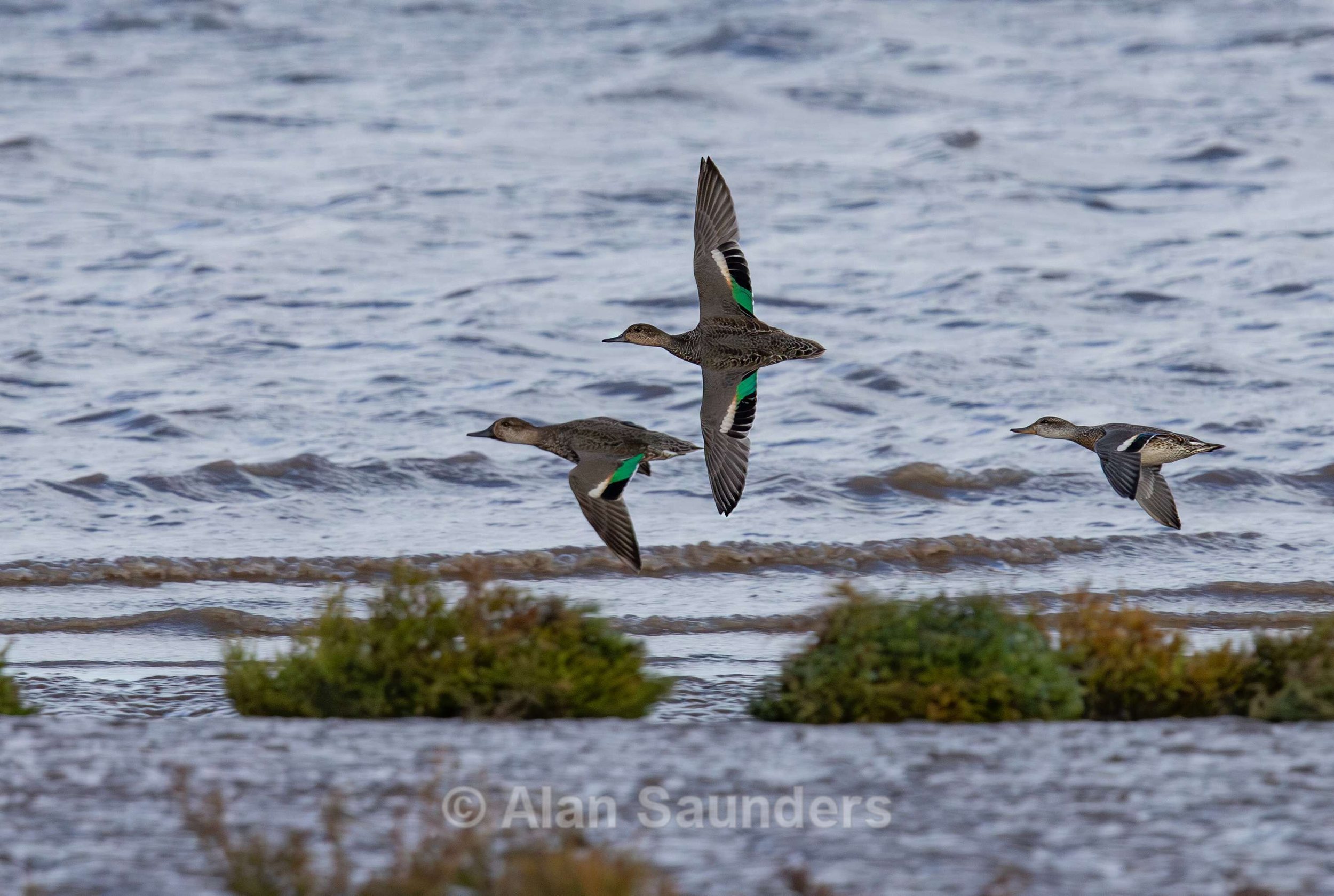 Eurasian Teal 8