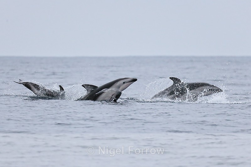 Three Dusky Dolphins breaching, Chile - Dolphin