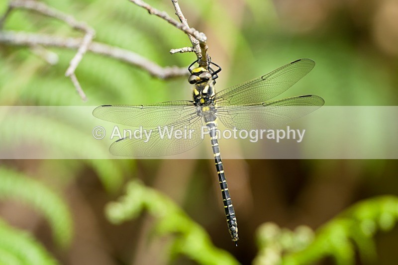 20120530-_MG_9630 - Dragonflies & Damselflies