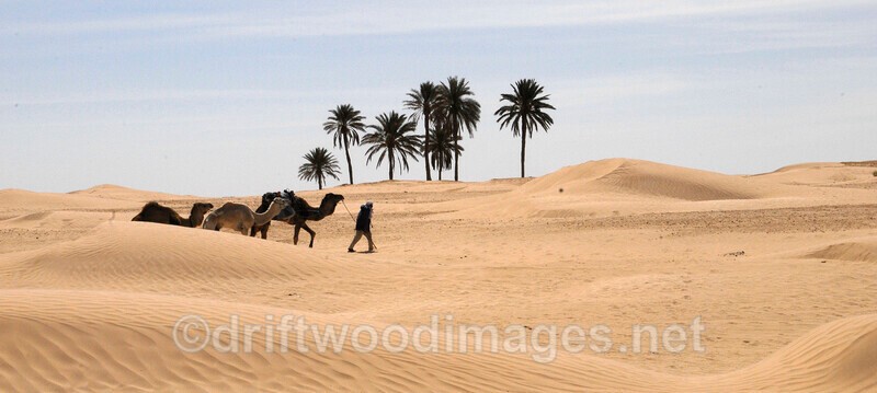 Douz Sahara Desert group of camels - Tunisia