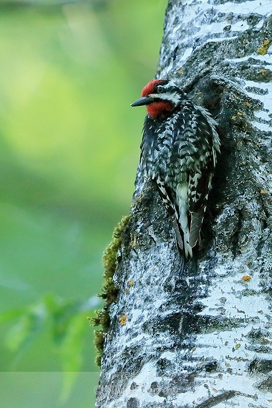 Yellow-bellied Sapsucker (male) perched, Minnesota, USA - Yellow-bellied Sapsucker