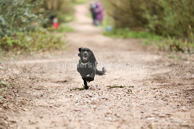 SPXX3914 - Endurance Dogs