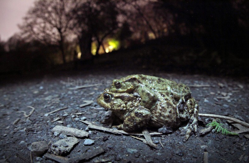 Common toads in Amplex in Bristol UK - Reptiles, amphibians & pond life, Great Britian