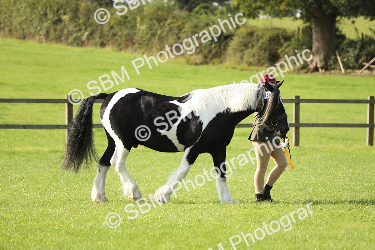 SBM_61034 - S43 - Coloured Pony In Hand