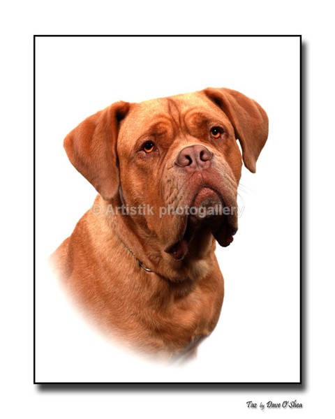 in my portrait studio 12-08--2012 - Taz