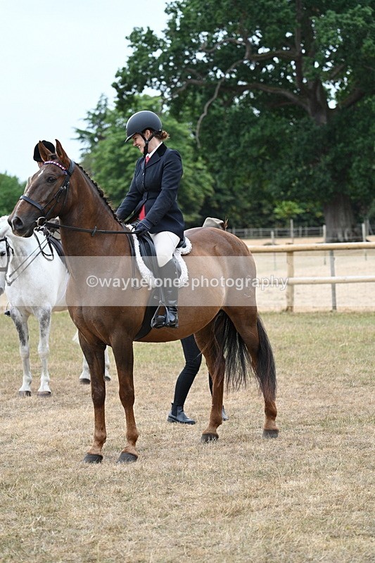 WJ7_0806 - Class 7 Riding Club Show Horse