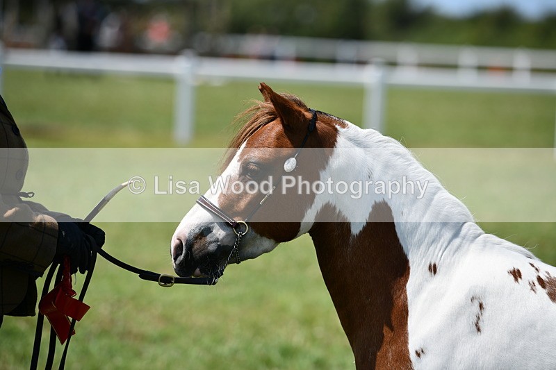 DSC_7790 - Class 64: Coloured Pony 4yrs & over