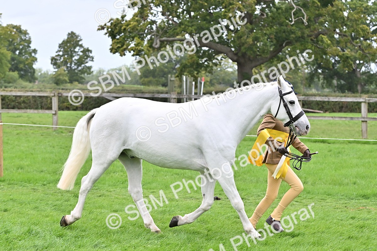 SBM_64968 - S50 - Show Pony & Show Hunter Pony In Hand