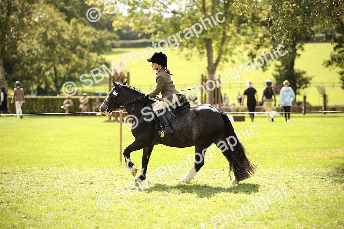 SBM_42282 - S13 - Pony Club Pony