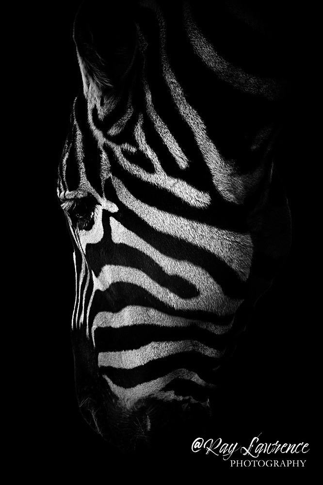 20211122-RLP_1540 - Monochrome Zoo