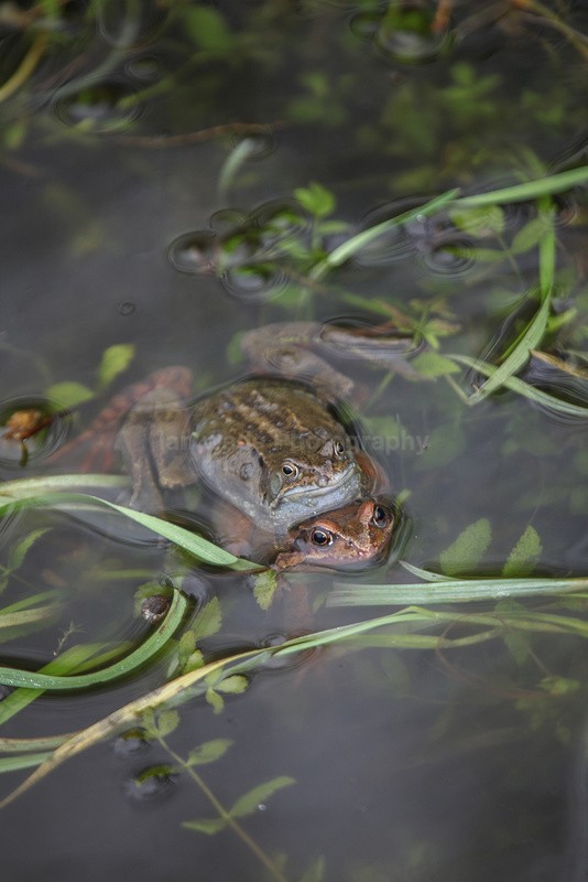 Mass spawning in a Bristol pond. - Reptiles, amphibians & pond life, Great Britian