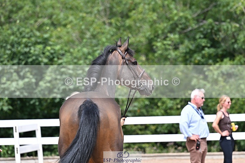 250716-125647-00243 - Trot Up 12.30 to 1.30