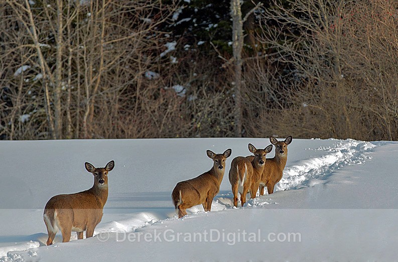Whitetails in Wintertime - Winterscape