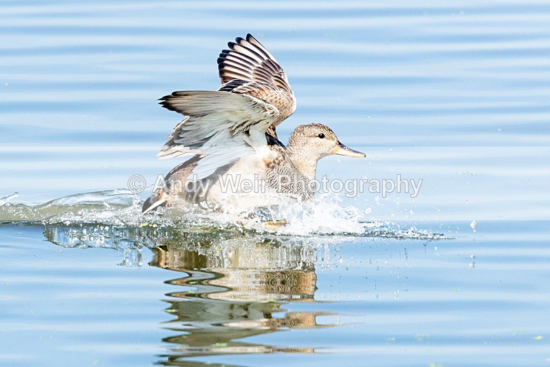 20180605-Woolston-8E0A9244 - Gadwall