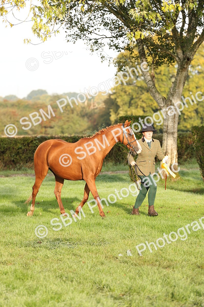 SBM_54466 - S51 - Foreign Breeds In Hand