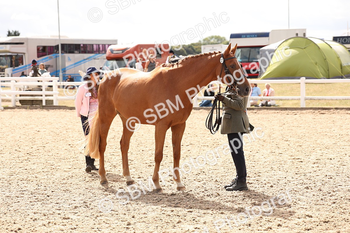 SBM_14714 - Class 208 - IH Veteran Horse