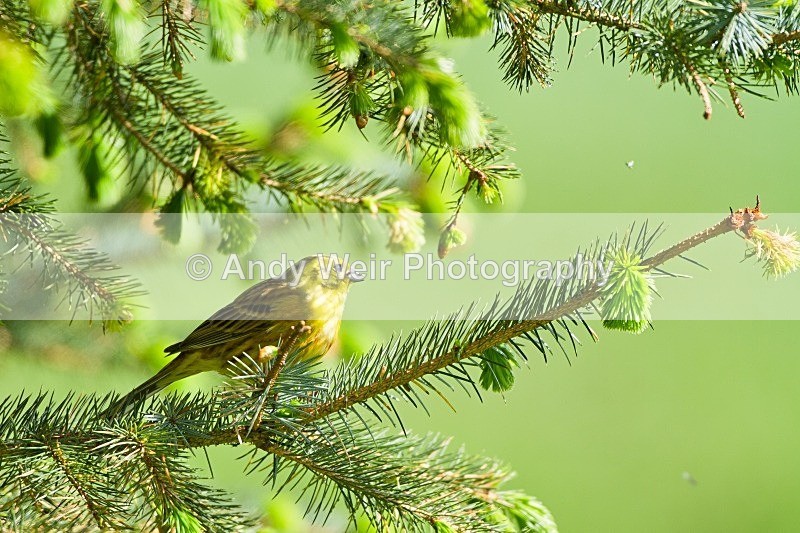 20120508-_MG_9833 - Buntings
