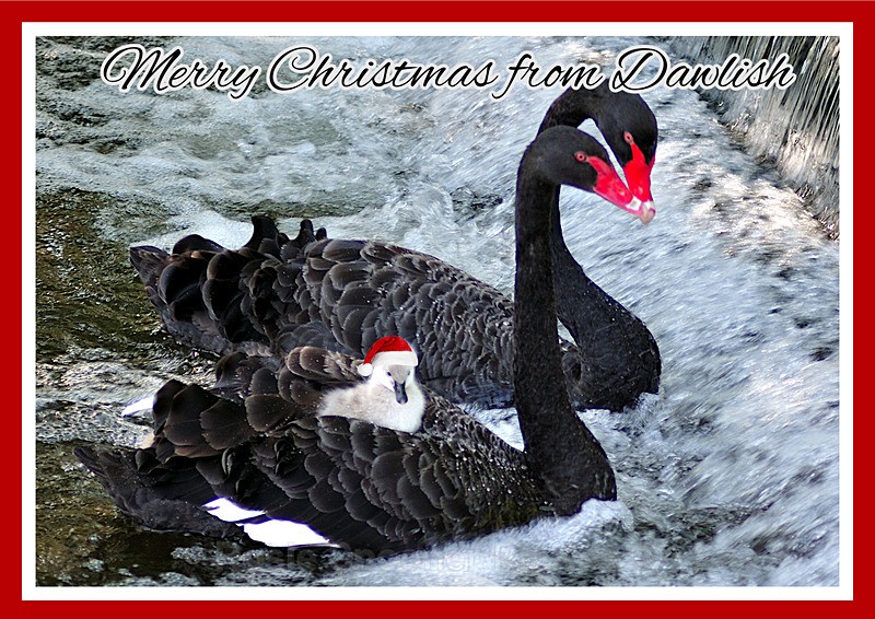 two left DW34 Taking a ride on mum by the Weir - Xmas Cards Dawlish