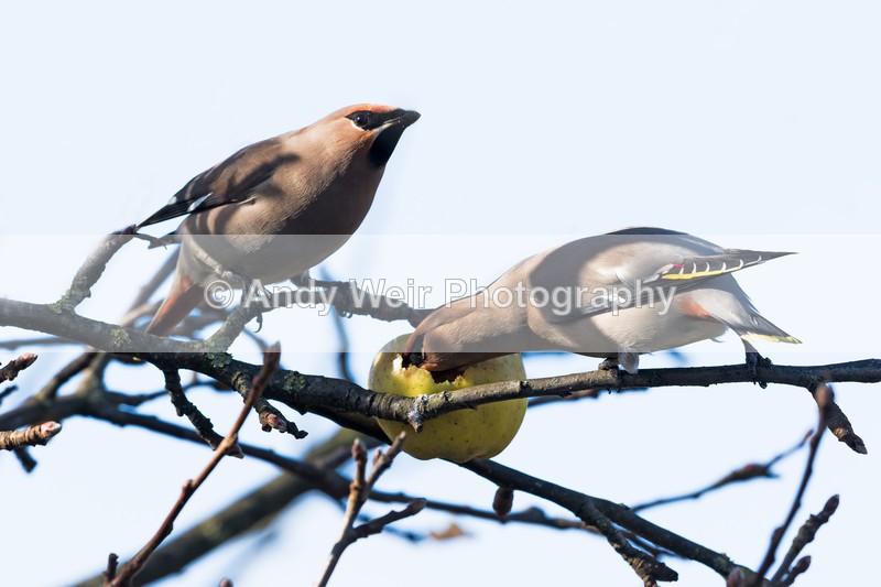 20170309-8E0A3761-4626 - Birds