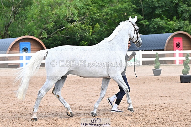 240718A-105254-01297 - Trot Up 12pm to 1pm