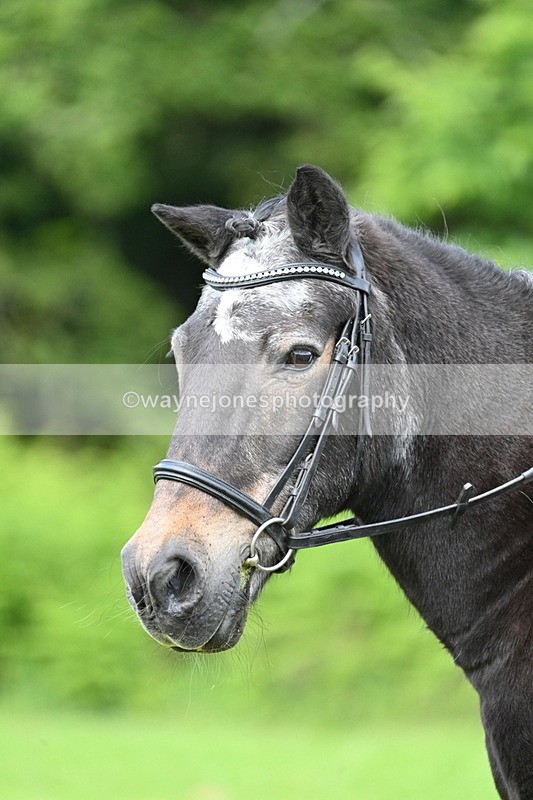 WJ7_1663 - Class 11 Condition & Turnout