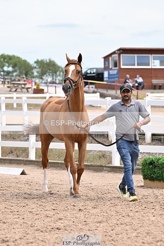 250716-142454-01075 - Trot Up 1.30 to 2.30