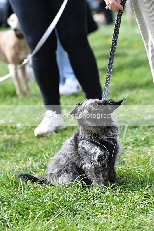 WJ5_9755 - Class 3 Most Handsome Dog