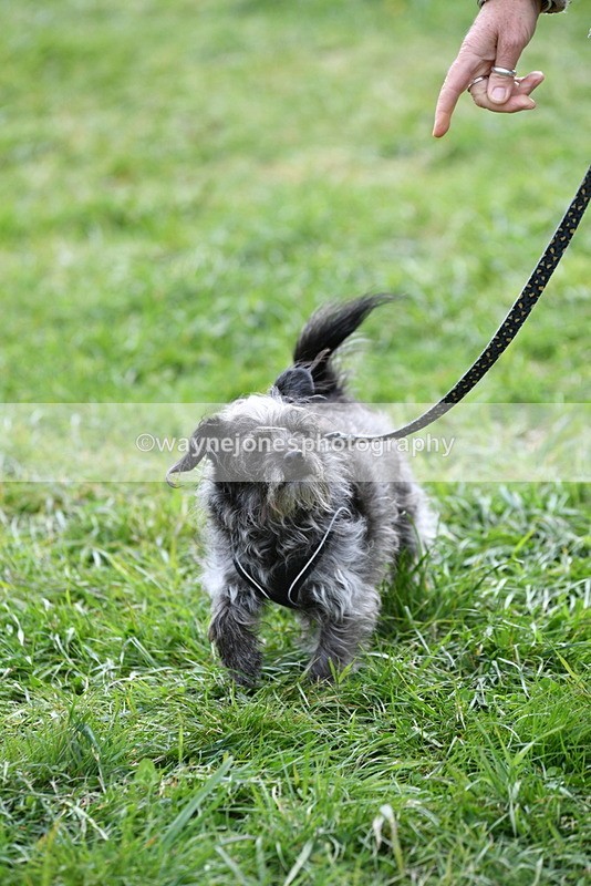 WJ5_9321 - Class 1 Best Cross Breed / Heniz 57