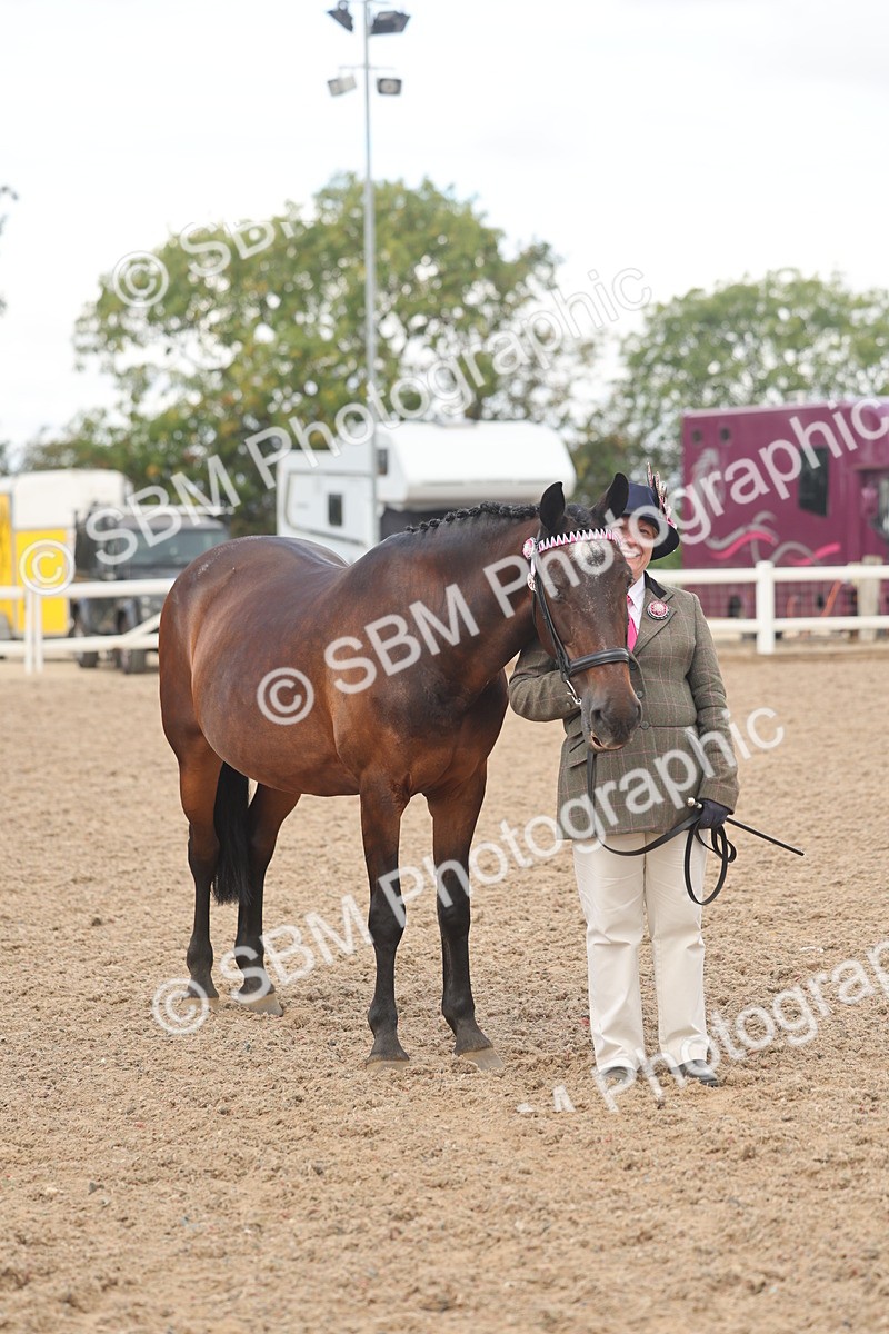 SBM_04329 - Class 17 - Prettiest Mare (IH or Ridden)