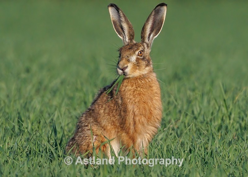 Brown Hare - Latest Images
