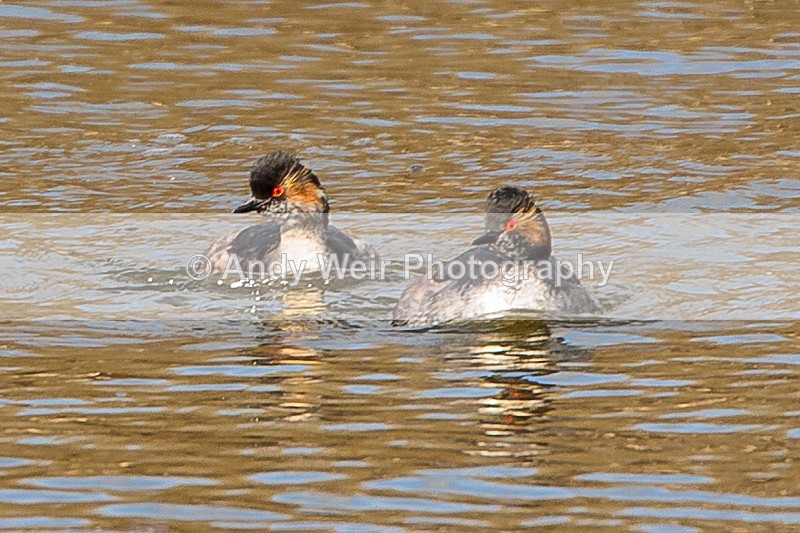 20140315-3K8A9284-2832 - Black-necked Grebe
