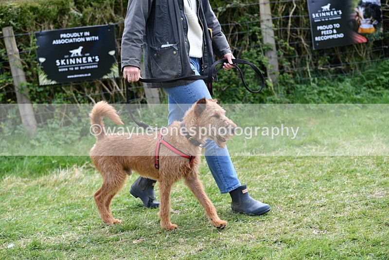 WJ5_0270 - Class 7 Best Terrier