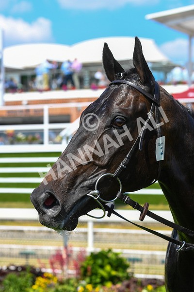 160623-Race 4-Chichester-0519 - Race 4 3.35pm Seat Unique Ganton Stakes