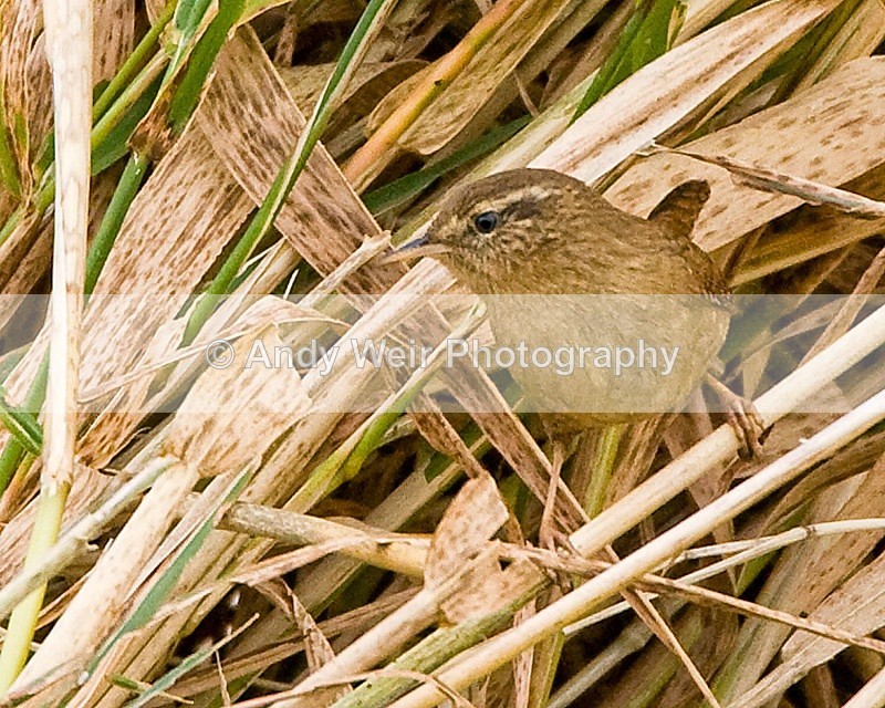 20091017- 070 - Dunnock & Wren