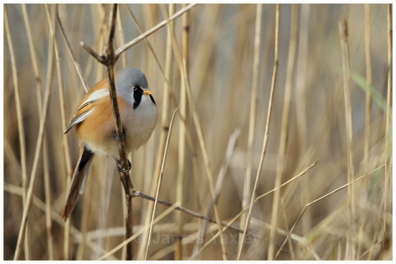 Bearded Tit amongst the Reeds - Latest Work