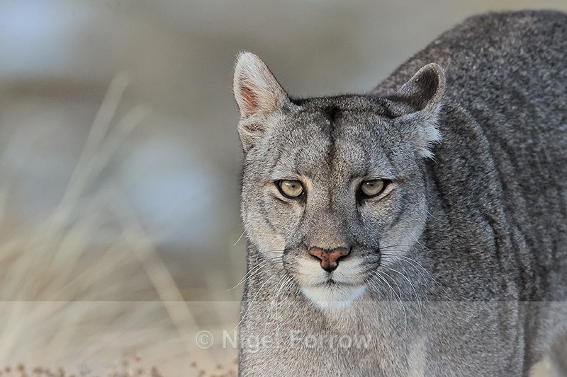 Female Puma Escacha (Frost) portrait, Torres del Paine, Chile - Puma