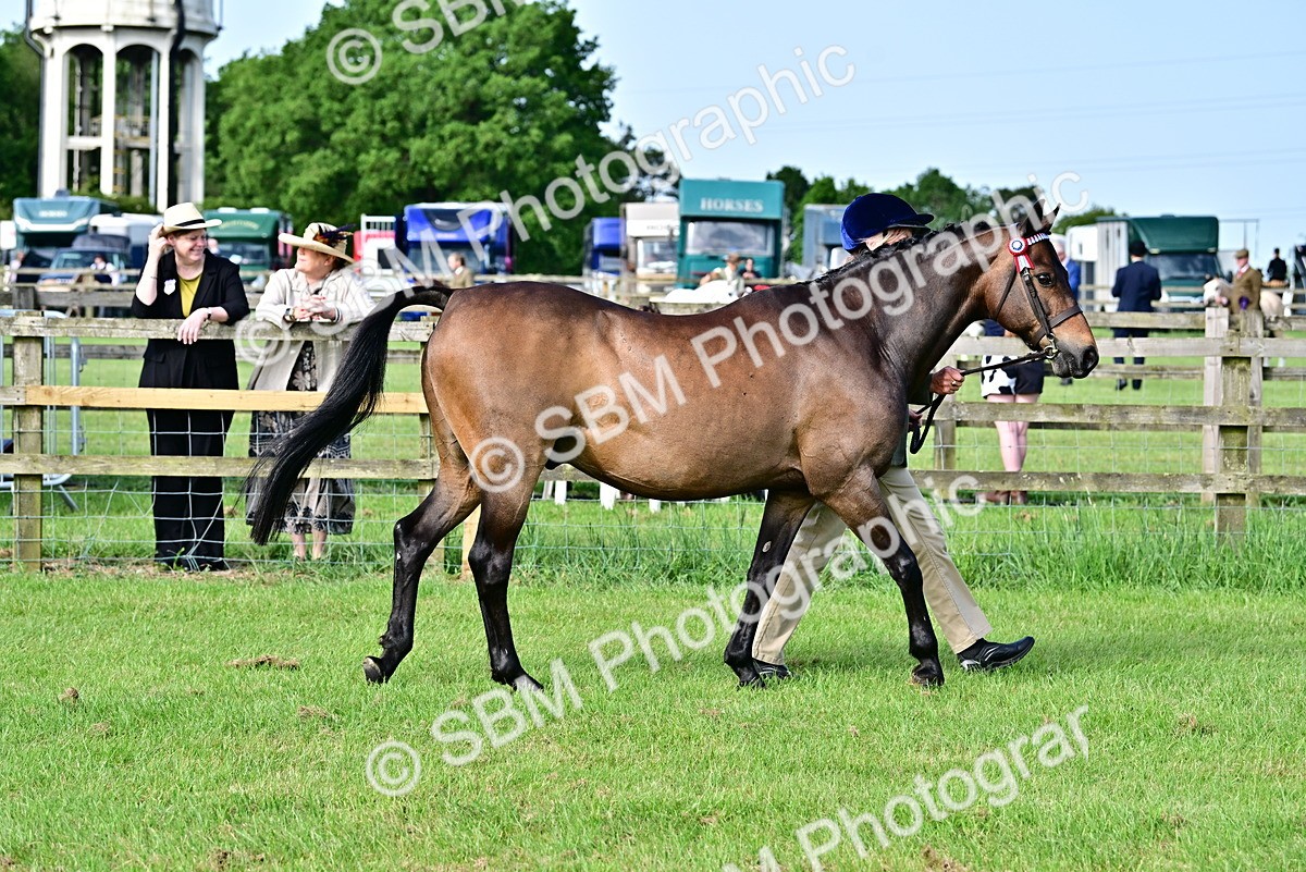 SBM_00938 - Class 46-49 - Arab and Part Bed-Anglo Arab In Hand