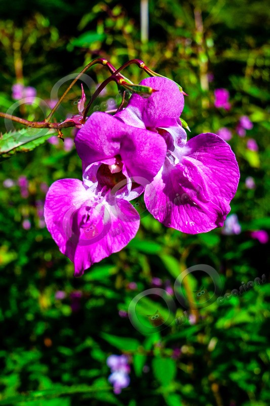 Himalayan Balsam Impatiens glandulifera 9651 - Plants and trees