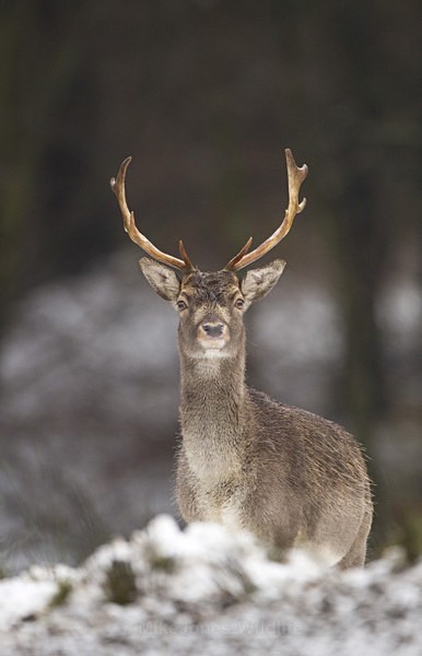 FALLOW DEER ref FD 1a - THE DEER IN WINTER