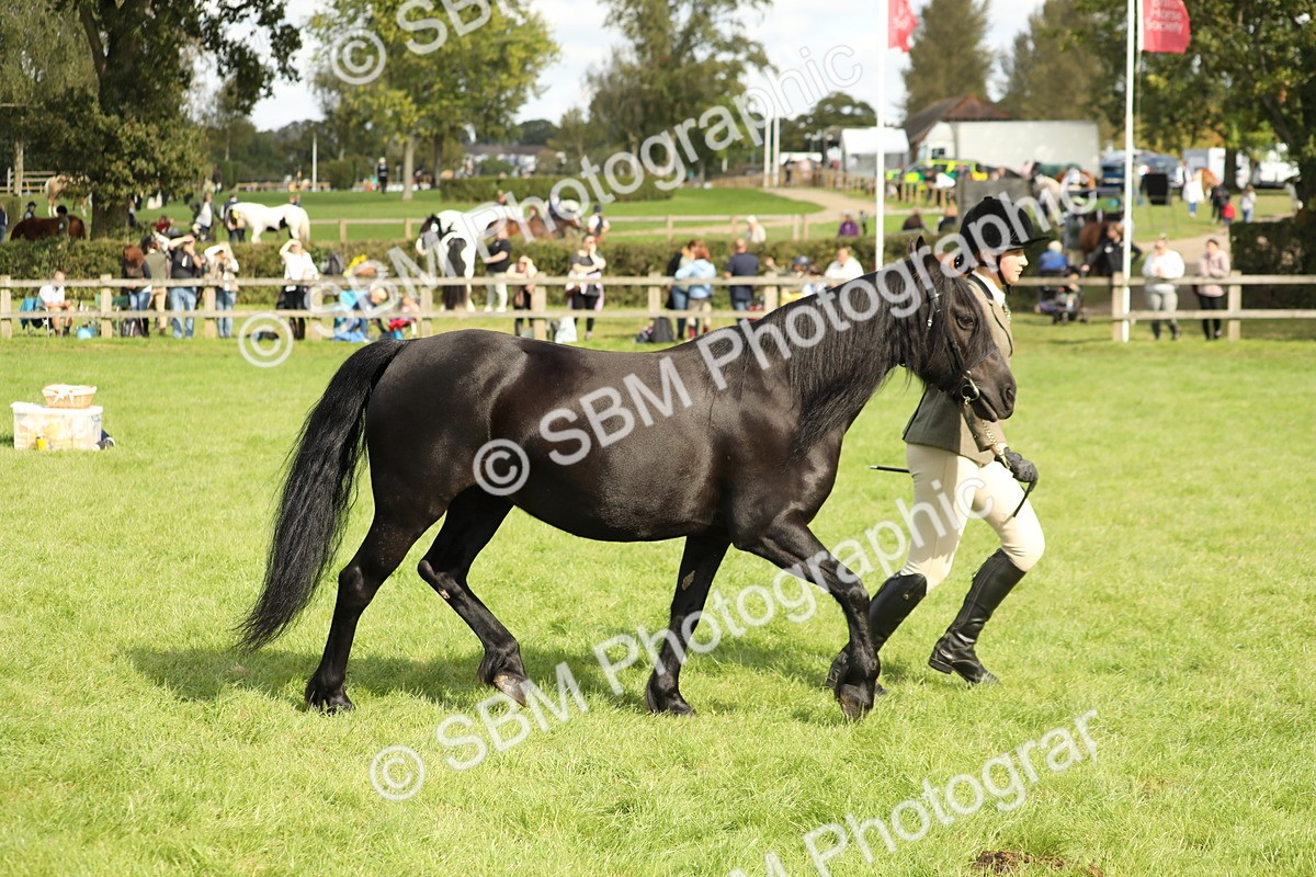SBM_62824 - S46 - Mountain & Moorland In Hand Small Breeds