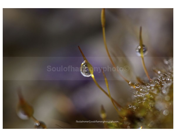 Life In A Dew Drop - Art And Nature