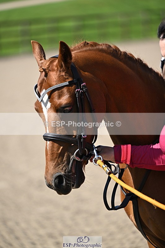 240729B-110539-02221 - Showjumping Competition