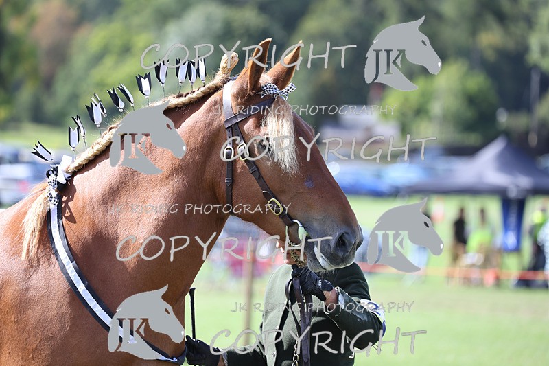 APP_3181 - Class 3 Youngstock