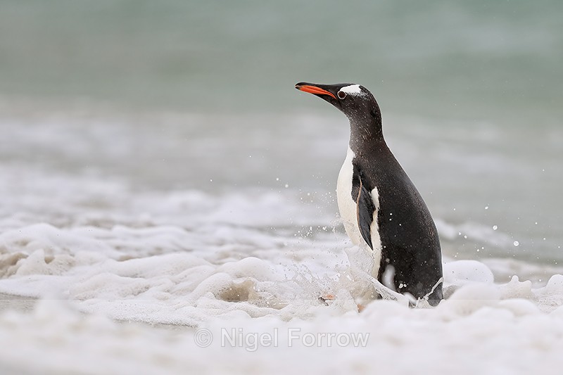 Gentoo Penguin standing in surf, Carcass Island, Falklands - Gentoo Penguin