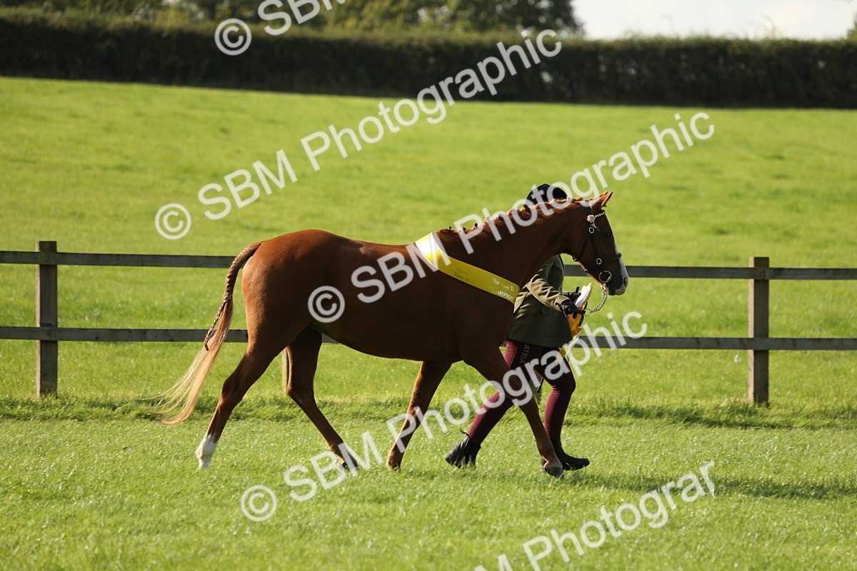 SBM_61070 - S44 - Part Bred Pony In hand